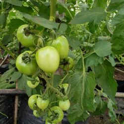 Eva Tomatoes